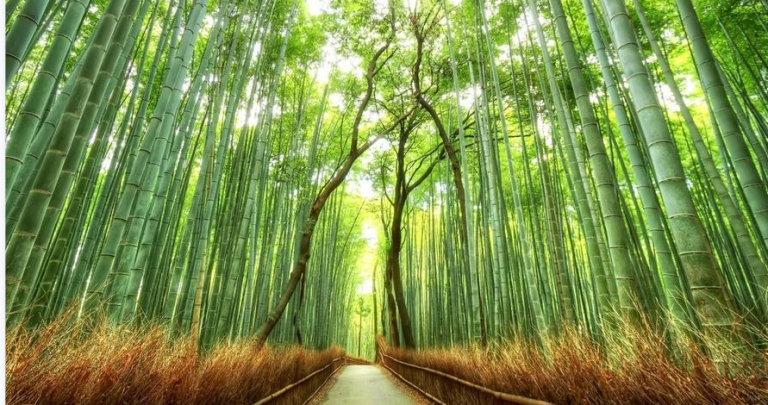 bamboo